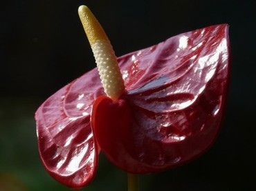 《夫目前犯の蜕变》在线观看