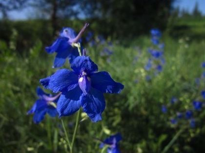 水蜜桃实验室研究