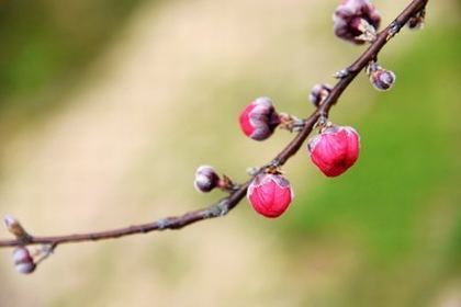 调数校花小说